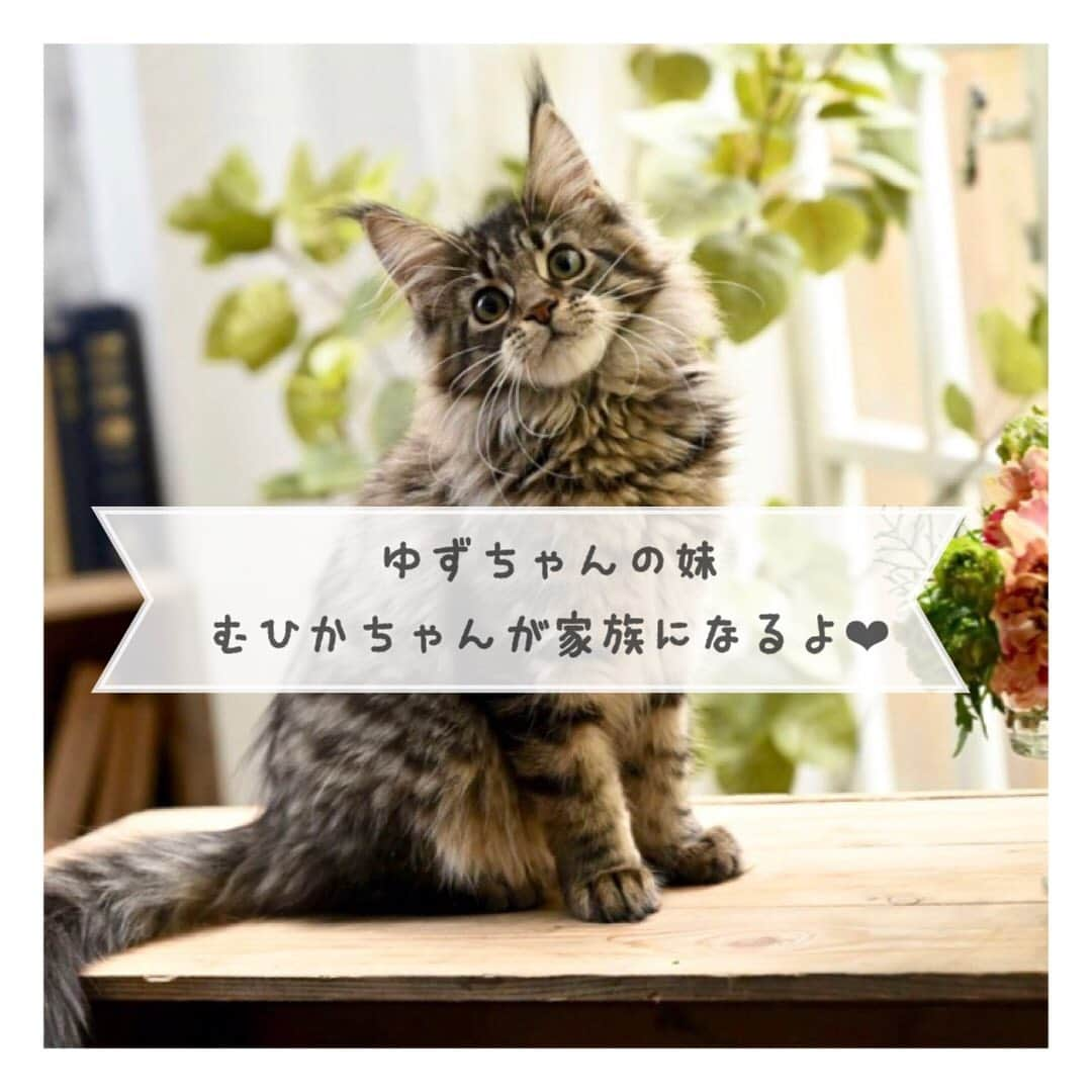 mamamizu.32のインスタグラム：「#メインクーン﻿ ﻿ ﻿ やっと引越しが落ち着いて、﻿ 投稿できましたー🙇‍♀️🙇‍♀️﻿ ﻿ ﻿ 子連れ引越しバッタバタでした🤗﻿ ﻿ ﻿ そして、断捨離しまくりで、﻿ 心身共にスッキリと新生活を﻿ 送っております❤︎❤︎❤︎❤︎﻿ ﻿ ﻿ ﻿ 埼玉県民になってしまった！ついに！﻿ 埼玉を大好きになれるように、﻿ 埼玉のいいところをたくさんみつけて﻿ 発信していけたらいいな😊❤️﻿ ちなみにいま埼玉の住みたい町ランクで﻿ 上位の川越市にお引越ししました！﻿ 2022？から始動の新事業の関係で川越市に﻿ ひとまずお引越し致しました❤︎❤︎﻿ ﻿ ﻿ ﻿ そしてそしてメインクーン！﻿ 夫が飼いたかった猫種で、﻿ 言われるまであまり知らなかったけど﻿ 大きくなるねこちゃん🐈❤︎﻿ アジアナンバーワンの優良ブリーダーさんを﻿ 見つけて、見に行った時夫が一目惚れした﻿ 超美人猫ちゃんで、ブリーダーさんも、﻿ 別格で美人だ！引き渡すのを本気で悩んだ、、﻿ とゴリ押ししていた姫猫ちゃんです🐱💓﻿ めちゃくちゃ問い合わせあったらしい😳﻿ 早めに出会えていてよかったです✨﻿ ﻿ ﻿ そして2日目でまだ全然懐いてくれないから、﻿ 猫との距離の縮め方、猫先輩に聞きたい🥺🥺﻿ 新生児育てるお母さんみたいに、﻿ ﻿ ﻿ ﻿ 右も左も分からない中ですが、﻿ 大事に、愛しまくって4人家族の命を﻿ 守ろうと思います❤︎❤︎❤︎﻿ ﻿ ﻿ ﻿ ﻿ ﻿ ﻿ ﻿ #メインクーン #猫初心者 #猫のいる暮らし  #猫のいる生活  #もぐもぐタイム  #mainecoon  #mainecoonstagram  #mainecoonlovers」