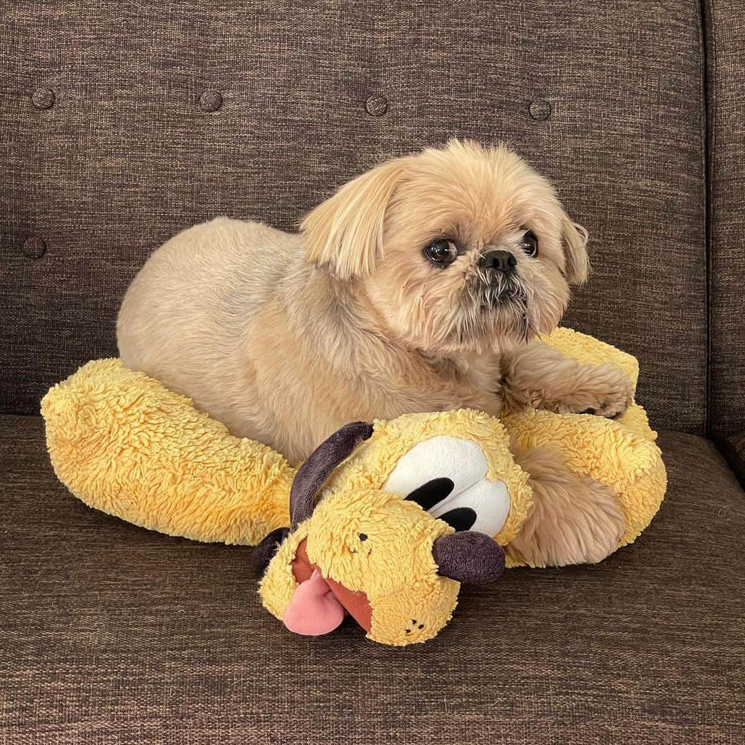 Dougie the Shih Tzuのインスタグラム：「Pluto is back.」