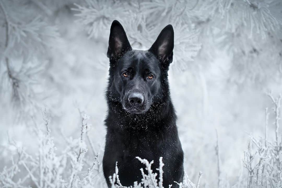 Canon UKさんのインスタグラム写真 - (Canon UKInstagram)「At times the dynamic range in winter shots can seem compressed compared to summer photos. A good tip for achieving crisp and clear photographs is to slightly overexpose your shots to get the image closer to what the human eye perceives.  This dreamy pet portrait was captured by @digitalbite and we're absolutely in love with it! 😍  Camera: EOS 5D Mark III Lens: EF 100mm f/2.8L Macro IS USM Shutter Speed: 1/320, Aperture: f/2.8, ISO 500 - #canonuk #mycanon #canon_photography #liveforthestory #dogsofinstagram #petsofinstagram #petstagram #getoutstayout #exploretocreate」12月29日 0時30分 - canonuk