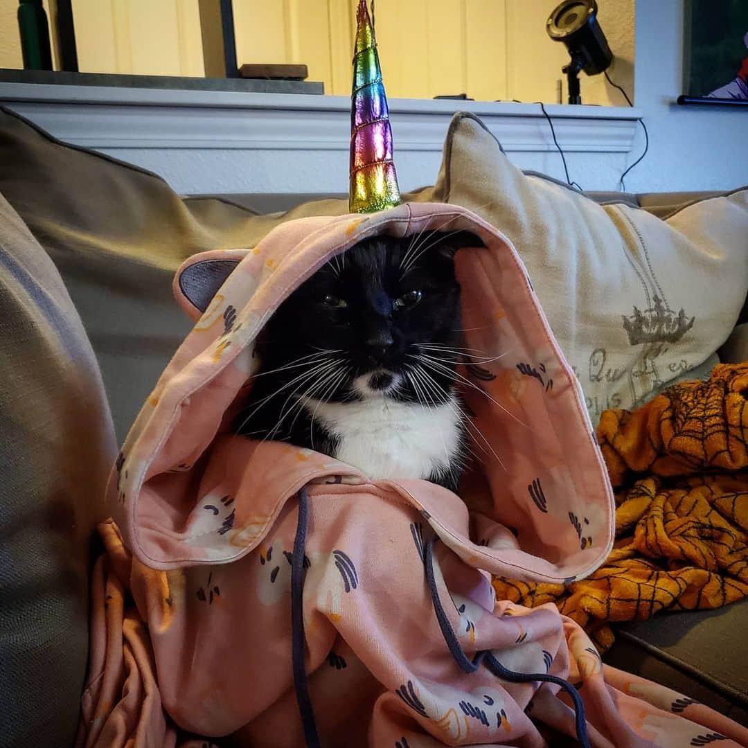 猫コスプレのインスタグラム