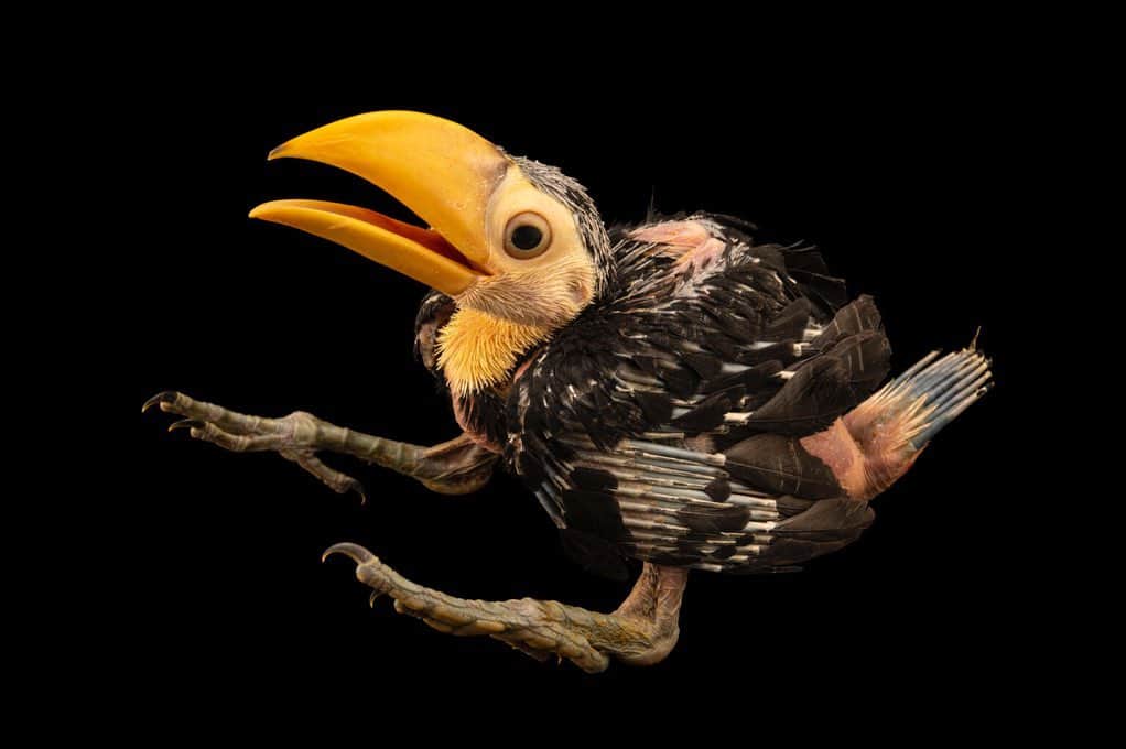 Joel Sartoreさんのインスタグラム写真 - (Joel SartoreInstagram)「This one-month-old toco toucan may not look like much, but in time, it will transform into the iconic, colorful bird with an oversized bill that is well-known around the globe. Found in the tropical forests of South America, indigenous people hold this species in high regard as they believe the toucan is a conduit between the living and the spirit worlds. Chick photographed @nfwctally ,and adult footage recorded @theomahazoo. #toucan #toco #chick #colorful #bigbill #bird #PhotoArk #savetogether」12月29日 1時00分 - joelsartore
