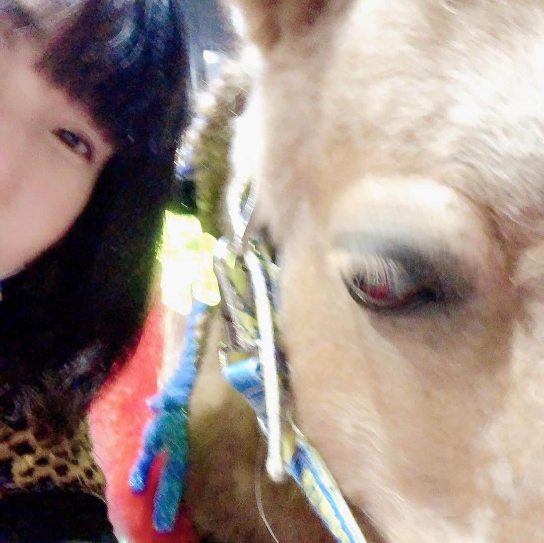 田上よしえさんのインスタグラム写真 - (田上よしえInstagram)「大井競馬場で開催しているメガイルミを見て来ました！✨ 入った瞬間に誘導馬がお迎えしてくれて、10分以上その場から動きませんでした😍 馬好きはイルミネーションより馬に吸い寄せられますのでご注意下さい🐴✨ #競馬のない日はメガイルミ  #大井競馬場 #馬」12月29日 1時38分 - tanoueyoshie