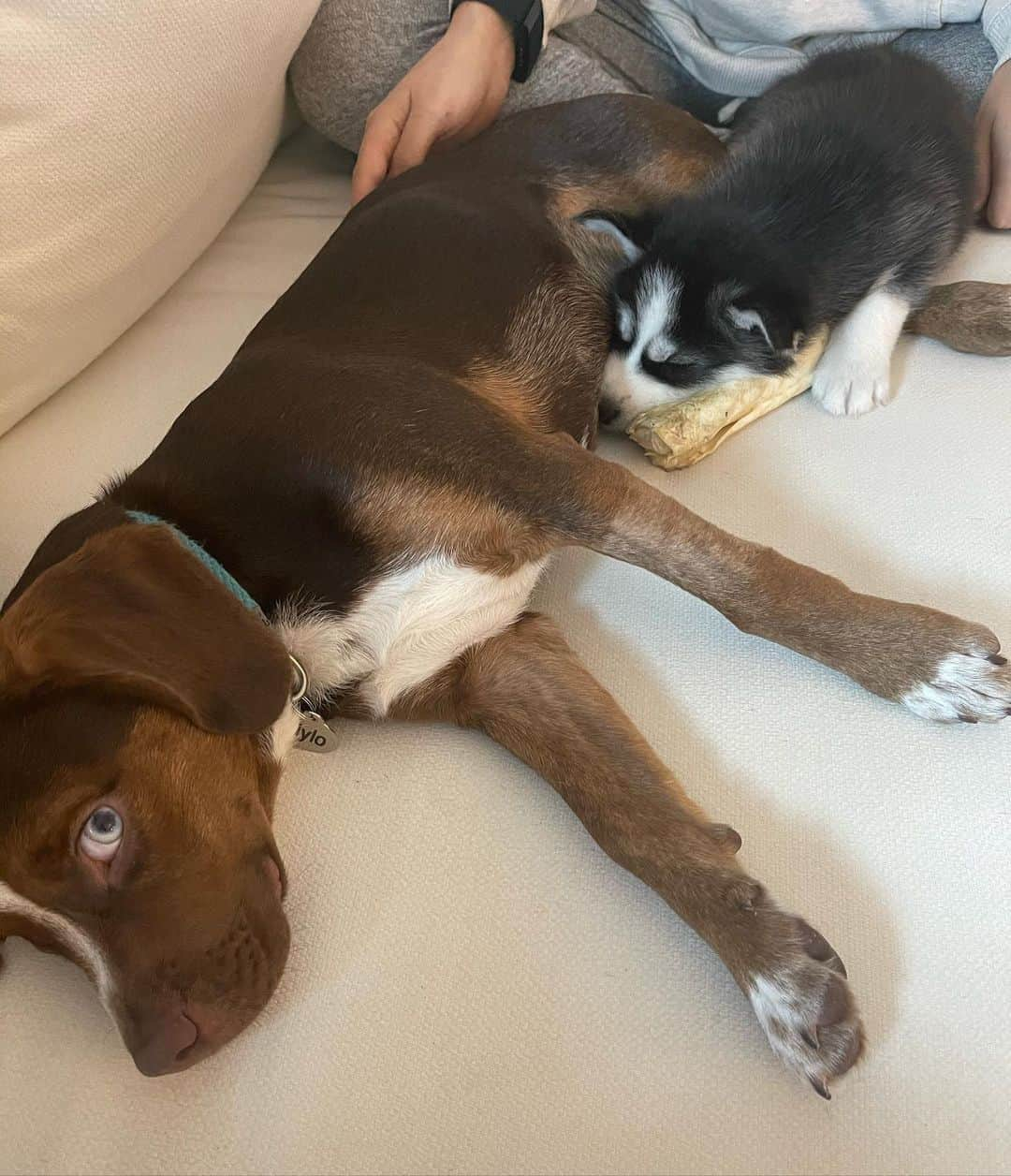 アリー・レイズマンさんのインスタグラム写真 - (アリー・レイズマンInstagram)「Puppies 🥰  Dusty & Mylo play date」12月29日 2時14分 - alyraisman