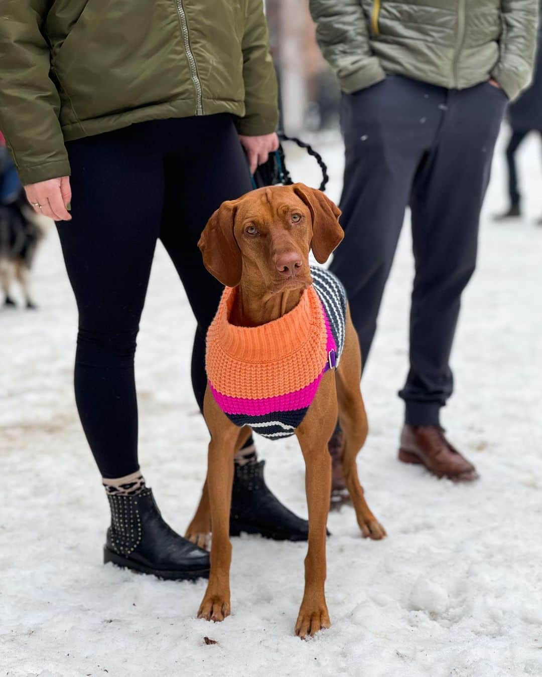 The Dogistさんのインスタグラム写真 - (The DogistInstagram)「Lira, Vizsla (2 y/o), Washington Square Park, New York, NY • “If we don’t put her in a sweater she shakes.”」12月29日 2時45分 - thedogist