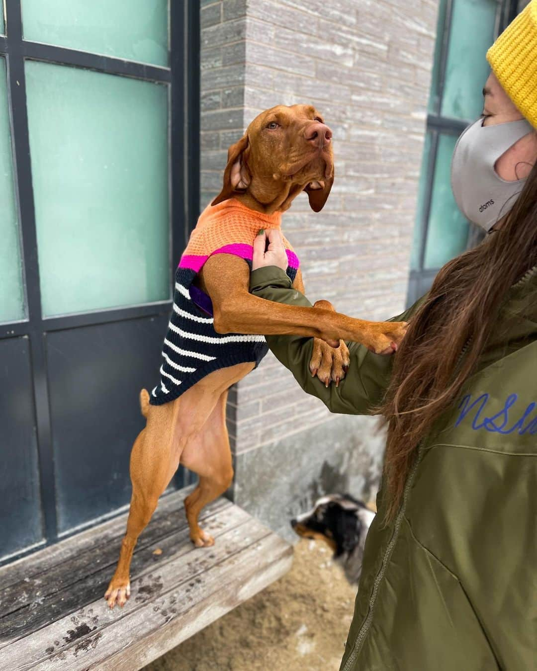 The Dogistさんのインスタグラム写真 - (The DogistInstagram)「Lira, Vizsla (2 y/o), Washington Square Park, New York, NY • “If we don’t put her in a sweater she shakes.”」12月29日 2時45分 - thedogist