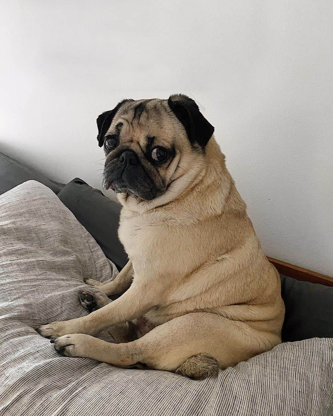 itsdougthepugさんのインスタグラム写真 - (itsdougthepugInstagram)「“Feed me or I’ll fart on ur pillow” -Doug」12月29日 2時51分 - itsdougthepug