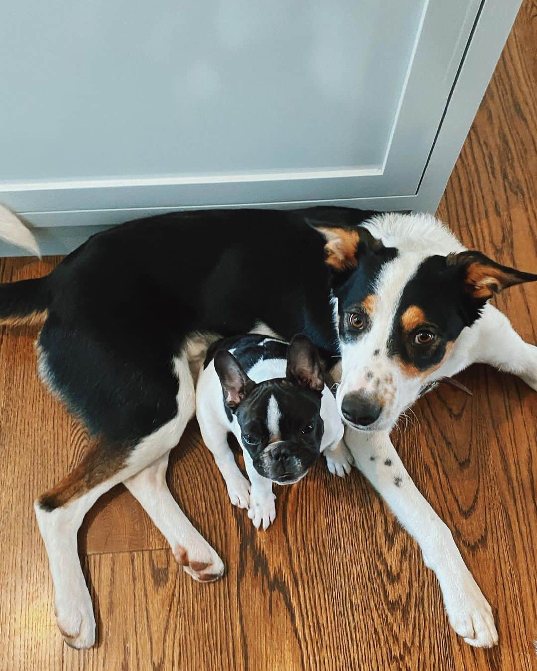 リース・ウィザースプーンのインスタグラム：「Holiday time with the relatives... Minnie Pearl & @itsbenjitherescue 🐾」