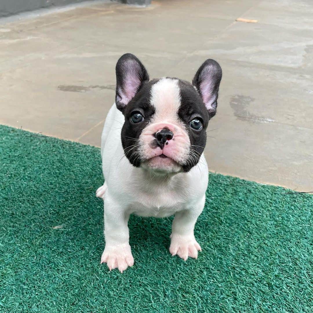 Regeneratti&Oliveira Kennelのインスタグラム：「Such a nugget 🤩❤️.」