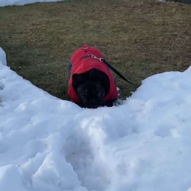 French Bulldogのインスタグラム