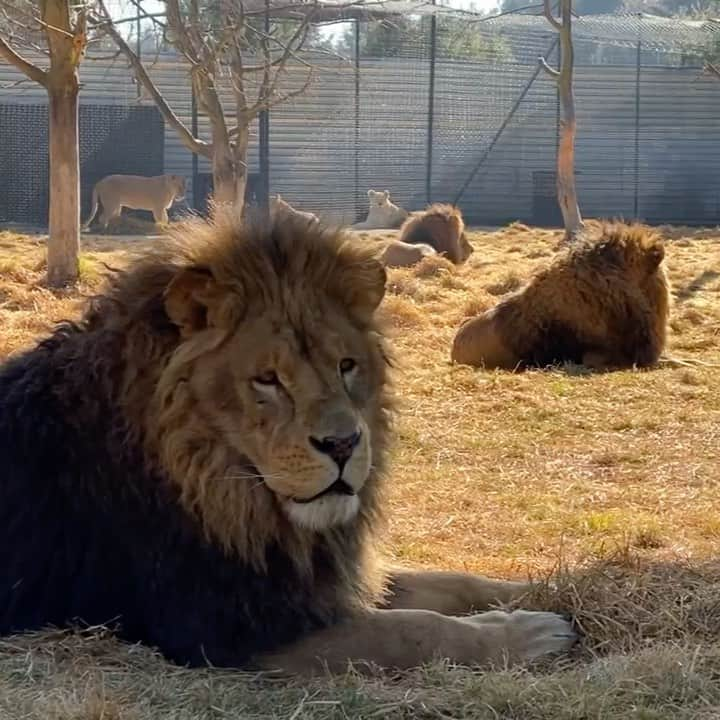 Black Jaguar-White Tiger のインスタグラム