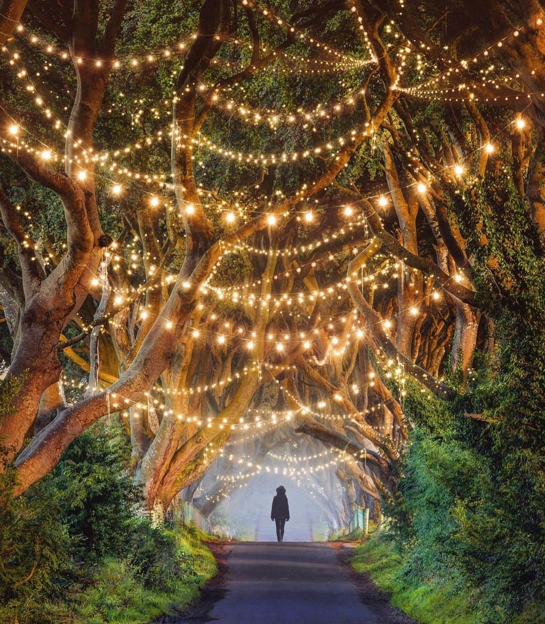 Canon Photographyさんのインスタグラム写真 - (Canon PhotographyInstagram)「The Beautiful Dark Hedges in Ireland  Photography / Art // @nois7  Curated by @henry.nathan  #lights #ireland #christmas #digitalart」12月29日 3時57分 - cpcollectives