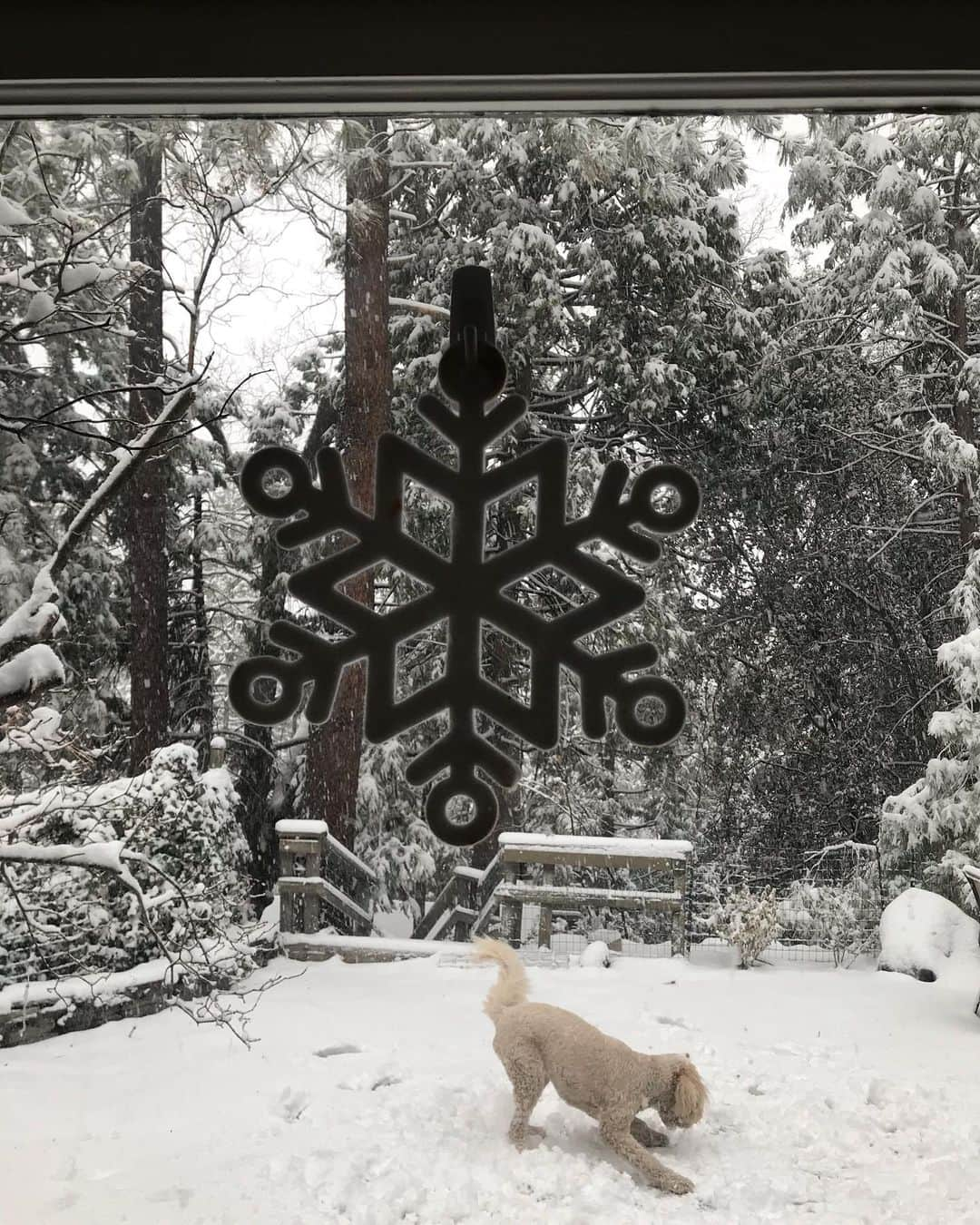 シャロン・ローレンスさんのインスタグラム写真 - (シャロン・ローレンスInstagram)「#letitsnow  @parkerthepdoodle #idyllwild」12月29日 4時14分 - sharonelawrence