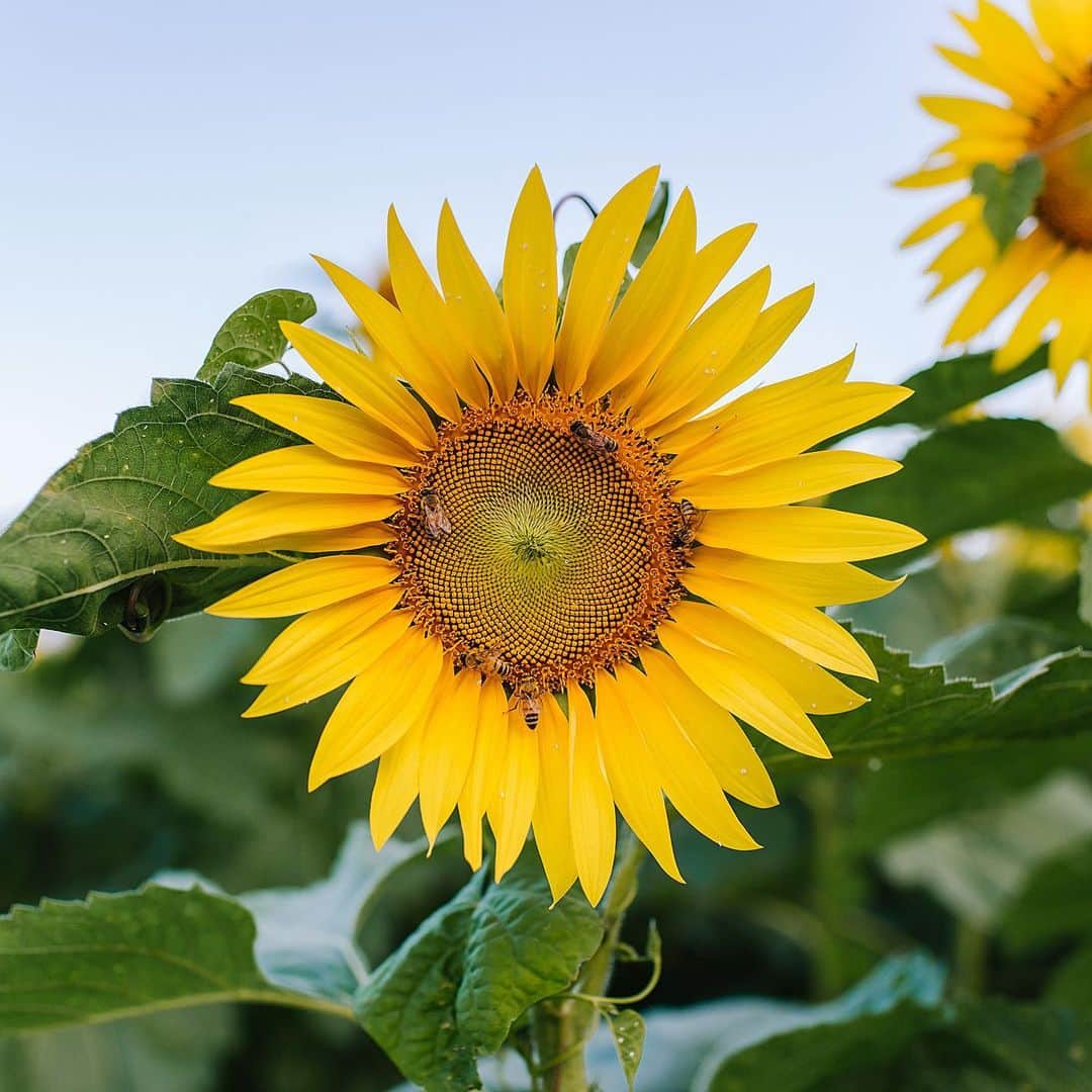 Lanikai Bath and Bodyさんのインスタグラム写真 - (Lanikai Bath and BodyInstagram)「Sunflowers are more than just the gorgeous yellow blooms you see in a bouquet or in the fields at @waimanalocountryfarms!  The nutrient-dense seeds are full of rich oil that is ideal for skincare use!   Reasons we love sunflower oil:  🌻It hydrates- helps the skin retain water.  🌻It is full of antioxidants that fight free radicals that can cause premature aging. 🌻It is non-comedogenic-actually helps unclog them!  🌻It helps minimize the look of fine lines and wrinkles. 🌻It is known for its ability to soothe skin. It can alleviate temporary redness in sensitive or dry skin. 🌻It helps even out skin tone and texture.  You’ll find many of our products have sunflower & safflower oil- perfect for dry, sensitive, combination, oily and mature skin.   🌻  #sunfloweroil #sunflowerfield #moisturize #noncomedogenic #oil #essential #mask #kukui #macadamia #psoriasis #rosacea #skincare #cbd #relax #wellness #organic #balm #hawaii #raw #coconutoil #natural #green #nature #stressfree #remedy #lanikaibathandbody #kailua #bees #saveourbees #honey」12月29日 5時35分 - lanikaibathandbody