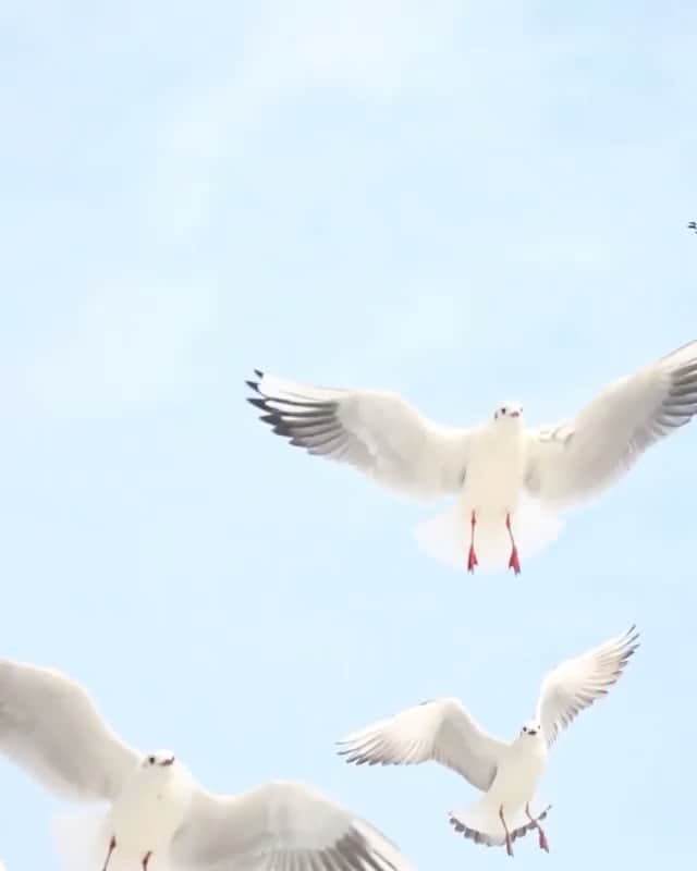 WildLifeのインスタグラム：「Love this ❤️ Video by @sabiibabayeva」