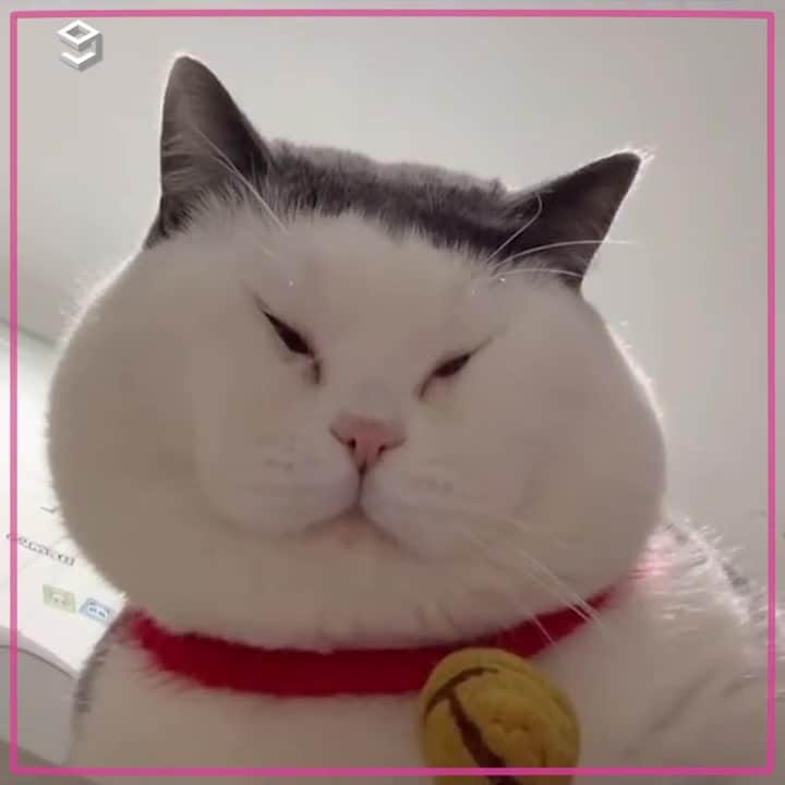 Aww Clubのインスタグラム