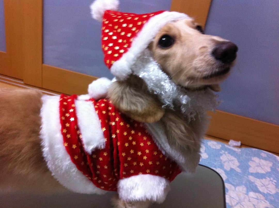 菅長愛子さんのインスタグラム写真 - (菅長愛子Instagram)「🐶🎄🎁  🐶愛犬(らぶ♀10歳)ミニチュアダックス  らぶちゃん🎅  素敵なクリスマスは過ごせましたか🎄？ 今年はおうちクリスマスの方も多かったのでは🏠🎁 らぶにあげたロープトイは秒で引きちぎられ綿と布になりました🐶  12月は忙しい。 クリスマスかと思ったら、一気にお正月モード🎍 昨日は店舗の大掃除でグッタリ←笑  自分の家の大掃除もしたいー🧹 2020年あと3日！元気に過ごしましょう〜🙋‍♀️  #犬のいる暮らし #ミニチュアダックス #ミニチュアダックスフンド #犬のいる生活 #犬好きな人と繋がりたい #いぬすたぐらむ #いぬのきもち #わんすたぐらむ #わんこのいる生活 #らぶ #🐶 #dogstagram #dog #dogs #doglover #family #love #diet #ダイエット #ダイエット仲間募集」12月29日 6時00分 - aiko_suganaga