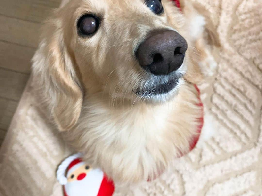 菅長愛子さんのインスタグラム写真 - (菅長愛子Instagram)「🐶🎄🎁  🐶愛犬(らぶ♀10歳)ミニチュアダックス  らぶちゃん🎅  素敵なクリスマスは過ごせましたか🎄？ 今年はおうちクリスマスの方も多かったのでは🏠🎁 らぶにあげたロープトイは秒で引きちぎられ綿と布になりました🐶  12月は忙しい。 クリスマスかと思ったら、一気にお正月モード🎍 昨日は店舗の大掃除でグッタリ←笑  自分の家の大掃除もしたいー🧹 2020年あと3日！元気に過ごしましょう〜🙋‍♀️  #犬のいる暮らし #ミニチュアダックス #ミニチュアダックスフンド #犬のいる生活 #犬好きな人と繋がりたい #いぬすたぐらむ #いぬのきもち #わんすたぐらむ #わんこのいる生活 #らぶ #🐶 #dogstagram #dog #dogs #doglover #family #love #diet #ダイエット #ダイエット仲間募集」12月29日 6時00分 - aiko_suganaga