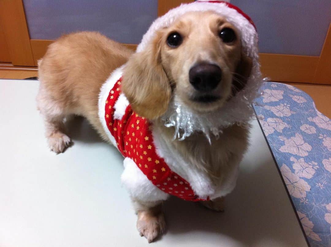 菅長愛子のインスタグラム：「🐶🎄🎁  🐶愛犬(らぶ♀10歳)ミニチュアダックス  らぶちゃん🎅  素敵なクリスマスは過ごせましたか🎄？ 今年はおうちクリスマスの方も多かったのでは🏠🎁 らぶにあげたロープトイは秒で引きちぎられ綿と布になりました🐶  12月は忙しい。 クリスマスかと思ったら、一気にお正月モード🎍 昨日は店舗の大掃除でグッタリ←笑  自分の家の大掃除もしたいー🧹 2020年あと3日！元気に過ごしましょう〜🙋‍♀️  #犬のいる暮らし #ミニチュアダックス #ミニチュアダックスフンド #犬のいる生活 #犬好きな人と繋がりたい #いぬすたぐらむ #いぬのきもち #わんすたぐらむ #わんこのいる生活 #らぶ #🐶 #dogstagram #dog #dogs #doglover #family #love #diet #ダイエット #ダイエット仲間募集」