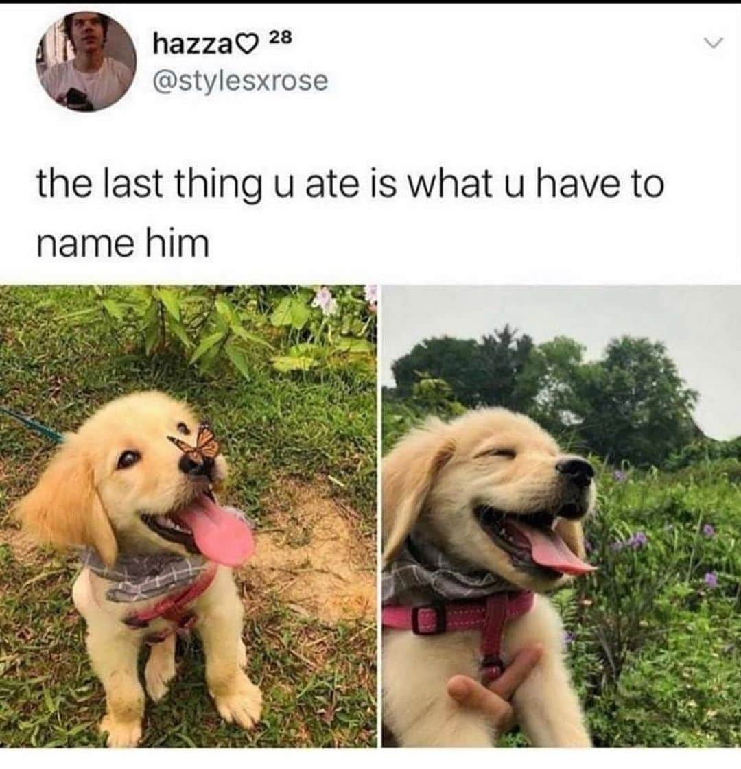 BarkBoxのインスタグラム：「HELLO, MACARONI 😍⁠ (also who in the heckin HECK is this pup???)」