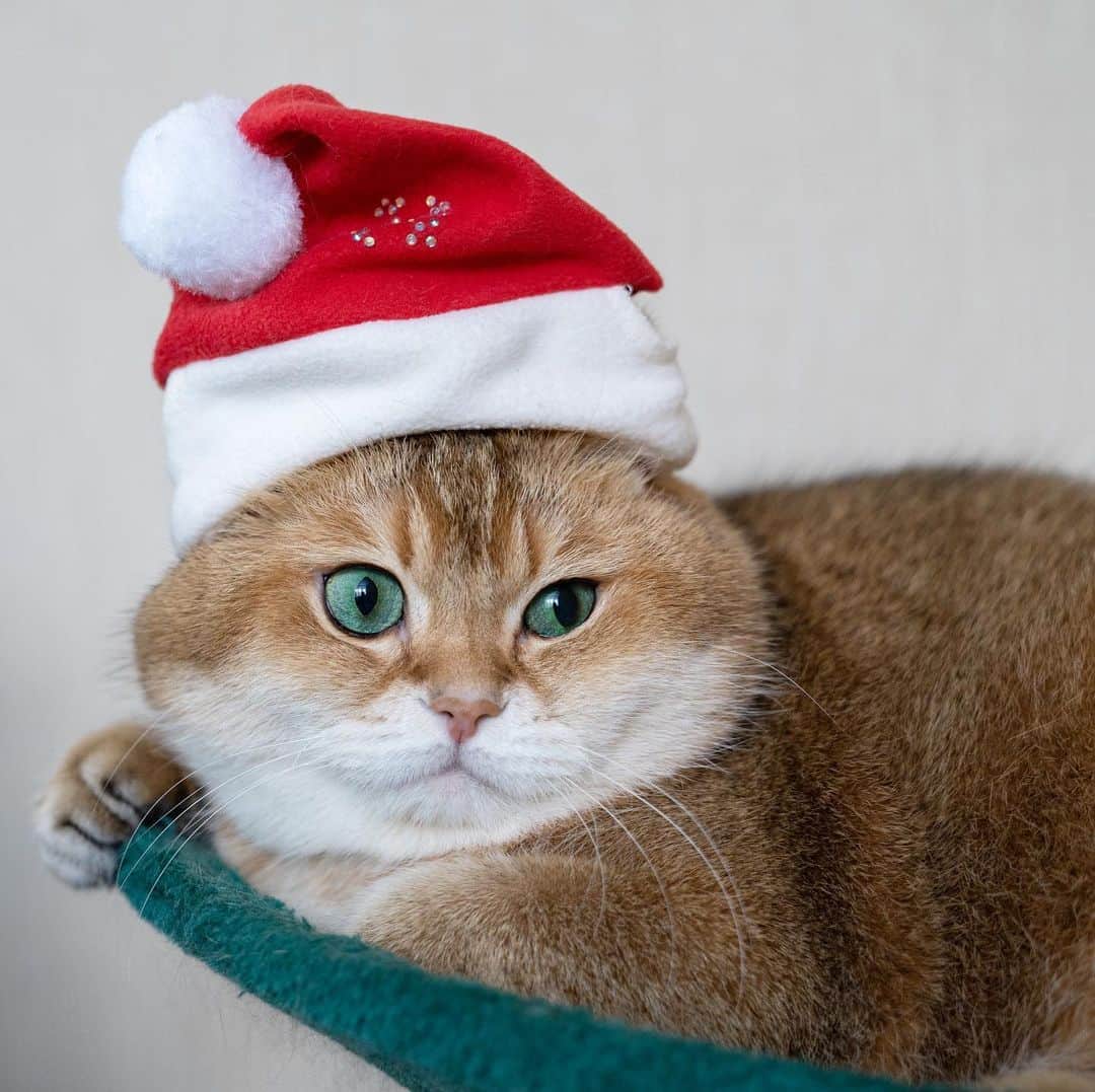 Hosicoさんのインスタグラム写真 - (HosicoInstagram)「How many days until New Year's Day? 🎄」12月29日 17時16分 - hosico_cat