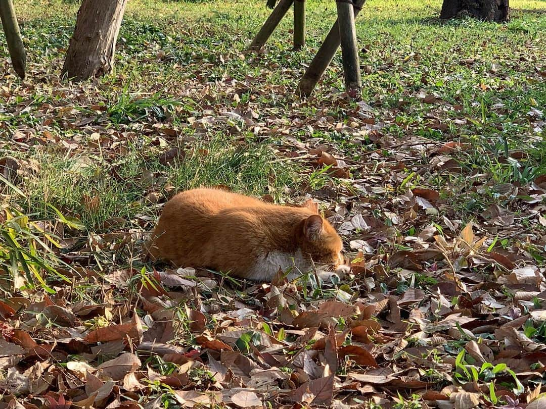 加納有沙さんのインスタグラム写真 - (加納有沙Instagram)「枯葉のふとんで昼寝をする、 焦がしキャラメルラテ氏。  #飲み物ねこ」12月29日 17時17分 - alissakano