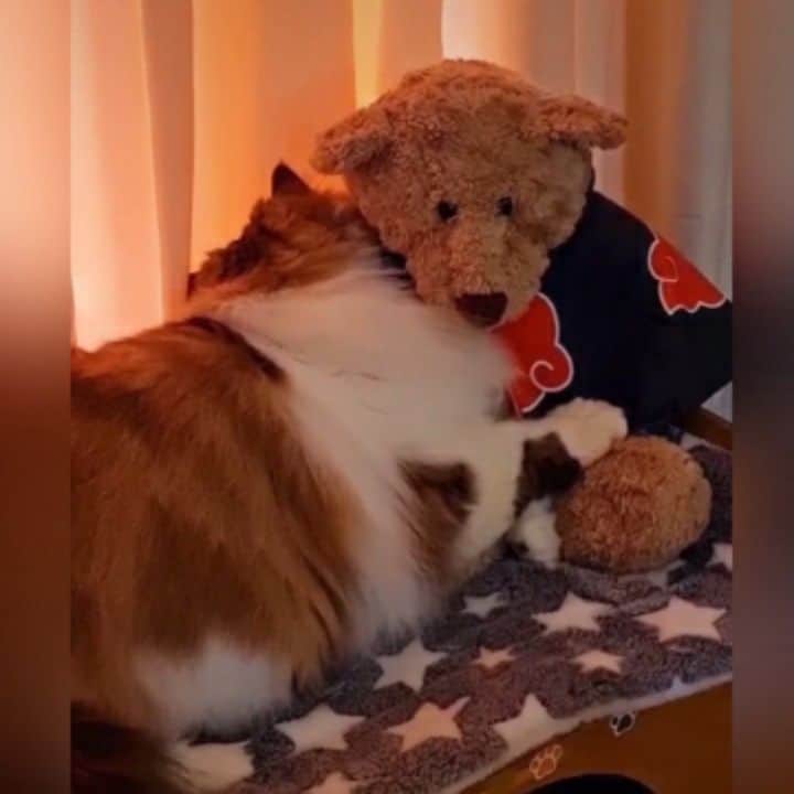 Kenshin & Chloeyのインスタグラム：「🔊🥺I love you Teddy ☺❤🐻#catswithteddybears#sleepingwithteddy」