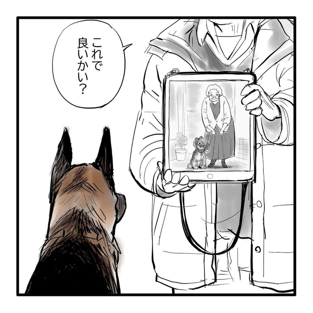 てらりんさんのインスタグラム写真 - (てらりんInstagram)「『ゴボウ』まとめ読み10-⑨  #漫画 #マンガ #まんが #インスタ漫画 #創作 #コミック #イラスト #犬 #シェパード #ゴボウ #manga #comic #illustration #art #drawing #dog #germanshepherd #alsatian #gobo」12月29日 16時26分 - terarin08