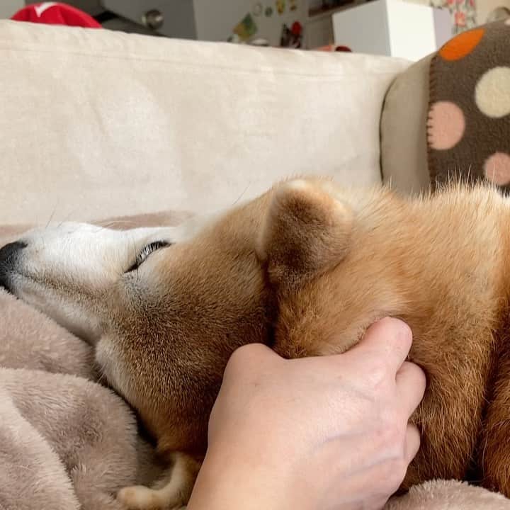 てんパパのインスタグラム