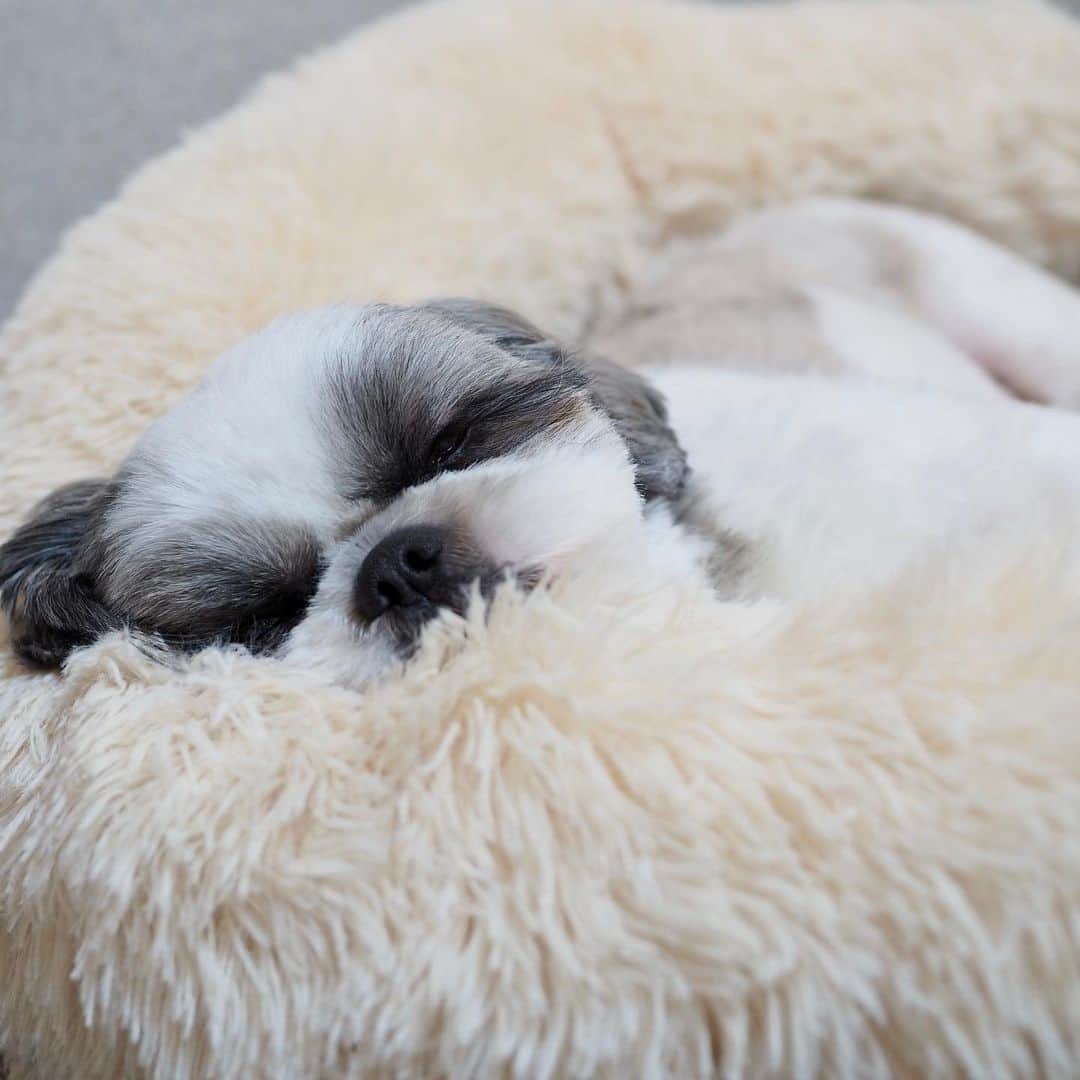 いくらさんのインスタグラム写真 - (いくらInstagram)「我が家の“ナマケモノ🦥”をさらにダメにする“癒しのラグジュアリーベッド”❣️ ・ とっても”ふわふわもこもこ”で気持ち良さそうに寝てるよ🐶💤💕 ※父ちゃんの枕にもなります🤣🤣🤣 ・ いくらは基本“コタツムリ”だけど暑い時はこのベッドで寛ぐようになったよ😊👍 ・ ・ @wholesomepetsco クーポンコード: IKURA20 を入力すると20%OFFで買えるそうです😊🙌 ・ いくらはMサイズを使っています🛌✨ ・ ・ #癒しのラグジュアリーベッド #犬のベッド #dogbed #ドックベッド #shizthu #シーズー #寝る #dogsofinstagram #シース #dog #shihtzu #犬 #cute #shizthulovers #cute #シーズー犬 #犬のいる暮らし #シーズー男の子 #dogstagram #シーズー大好き #いぬすたぐらむ #シーズー大好き部 #わんすたぐらむ #愛犬 #ふわもこ部 #shihtzugram #いぬバカ部 #cutedogs #shihtzulovers」12月29日 8時40分 - i_am_ikura