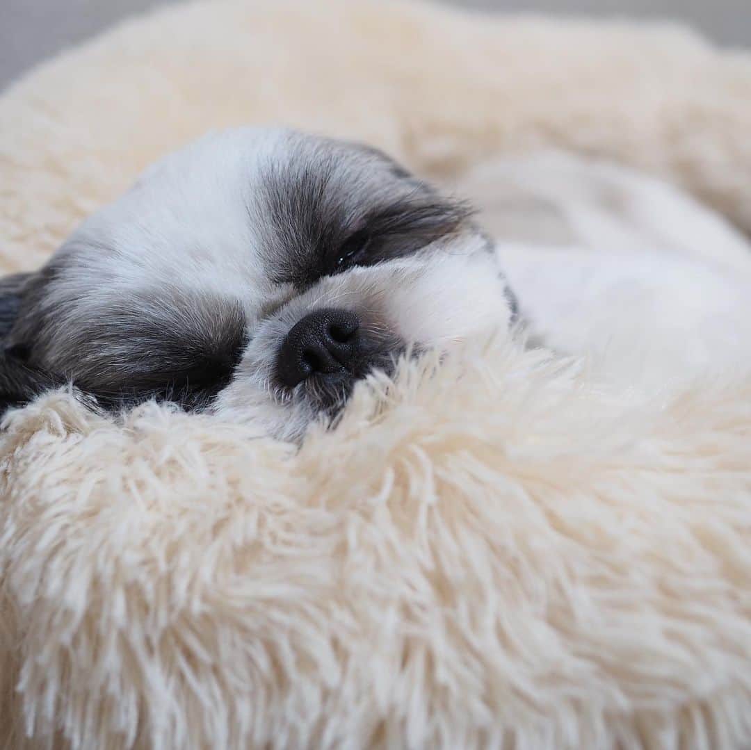 いくらさんのインスタグラム写真 - (いくらInstagram)「我が家の“ナマケモノ🦥”をさらにダメにする“癒しのラグジュアリーベッド”❣️ ・ とっても”ふわふわもこもこ”で気持ち良さそうに寝てるよ🐶💤💕 ※父ちゃんの枕にもなります🤣🤣🤣 ・ いくらは基本“コタツムリ”だけど暑い時はこのベッドで寛ぐようになったよ😊👍 ・ ・ @wholesomepetsco クーポンコード: IKURA20 を入力すると20%OFFで買えるそうです😊🙌 ・ いくらはMサイズを使っています🛌✨ ・ ・ #癒しのラグジュアリーベッド #犬のベッド #dogbed #ドックベッド #shizthu #シーズー #寝る #dogsofinstagram #シース #dog #shihtzu #犬 #cute #shizthulovers #cute #シーズー犬 #犬のいる暮らし #シーズー男の子 #dogstagram #シーズー大好き #いぬすたぐらむ #シーズー大好き部 #わんすたぐらむ #愛犬 #ふわもこ部 #shihtzugram #いぬバカ部 #cutedogs #shihtzulovers」12月29日 8時40分 - i_am_ikura
