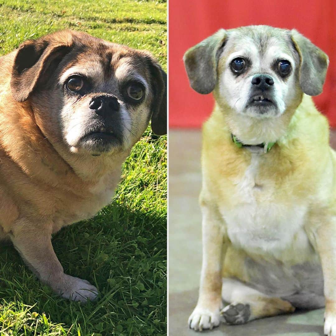 People Magazineさんのインスタグラム写真 - (People MagazineInstagram)「What a transformation! 🙌 Bertha weighed 60 pounds when Meredith Wille, a certified canine rehabilitation practitioner and fitness trainer, started fostering the puggle. "She was like Jabba the Hutt," Wille said of her first impression of Bertha. "She’d take three steps and have to lay down." As soon as Bertha was home with Wille, she wasted no time launching Bertha’s weight-loss regimen, relying on a healthy diet of high-protein, low-fat food and low-cal treats, and biweekly underwater-treadmill sessions. Now, Bertha is stronger than ever! "People say, 'You did miracles for her.' All I did was love this sweet, little dog," Wille added. ❤️ 📷: Sunshine Photography by Samantha Schwalb, @bertha_gets_bitty」12月29日 9時03分 - people