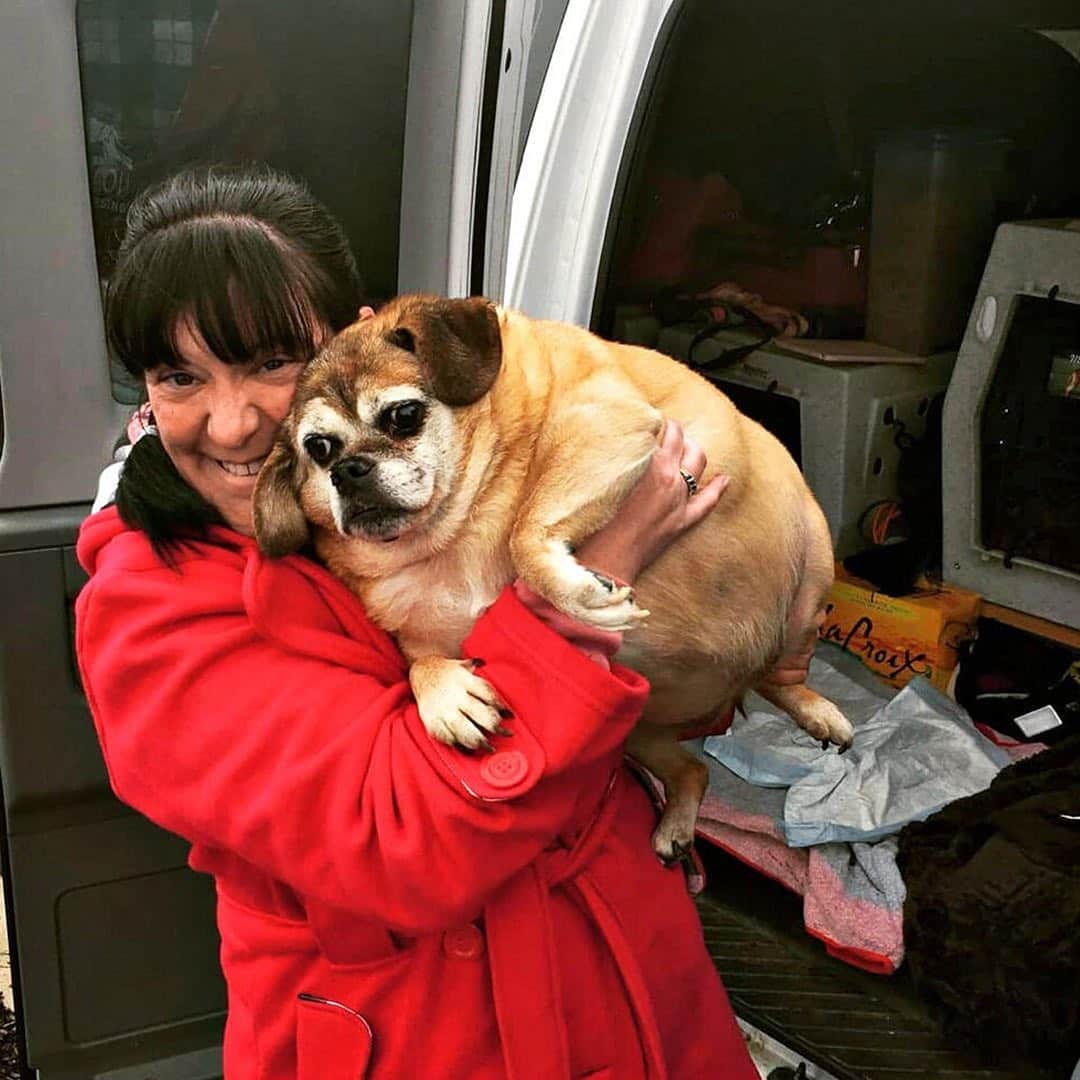 People Magazineさんのインスタグラム写真 - (People MagazineInstagram)「What a transformation! 🙌 Bertha weighed 60 pounds when Meredith Wille, a certified canine rehabilitation practitioner and fitness trainer, started fostering the puggle. "She was like Jabba the Hutt," Wille said of her first impression of Bertha. "She’d take three steps and have to lay down." As soon as Bertha was home with Wille, she wasted no time launching Bertha’s weight-loss regimen, relying on a healthy diet of high-protein, low-fat food and low-cal treats, and biweekly underwater-treadmill sessions. Now, Bertha is stronger than ever! "People say, 'You did miracles for her.' All I did was love this sweet, little dog," Wille added. ❤️ 📷: Sunshine Photography by Samantha Schwalb, @bertha_gets_bitty」12月29日 9時03分 - people