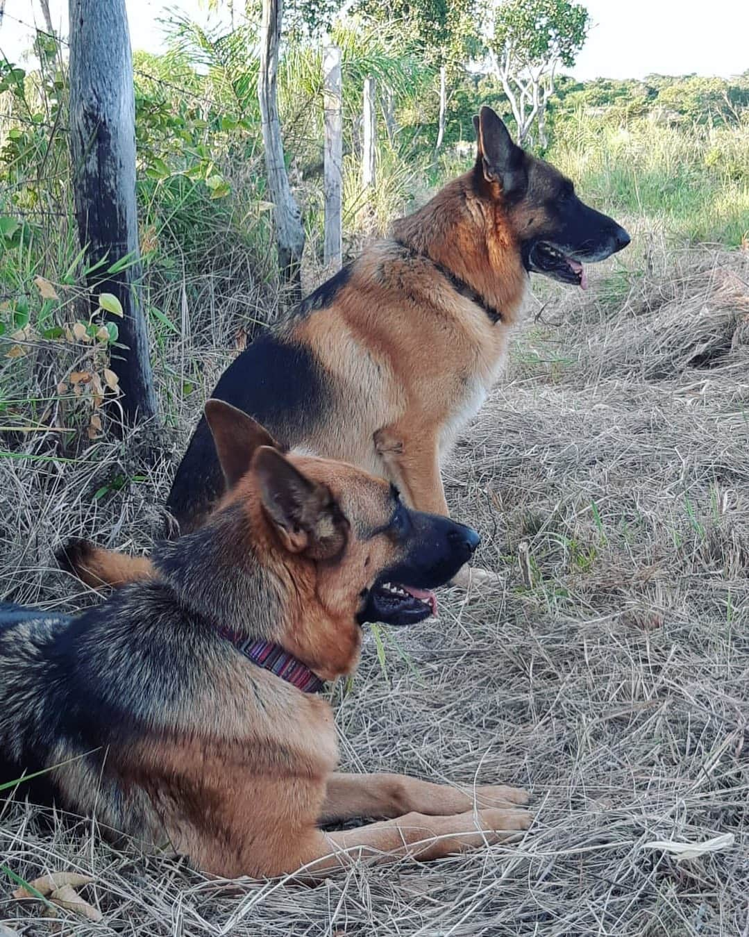 鈴木セルヒオのインスタグラム：「実家の番犬たち。 凛としててカッコいい。 我が家はずっとシェパードを飼っていて、自分の代でもそうしたい。 名前を考えておかねば。 #シェパード」