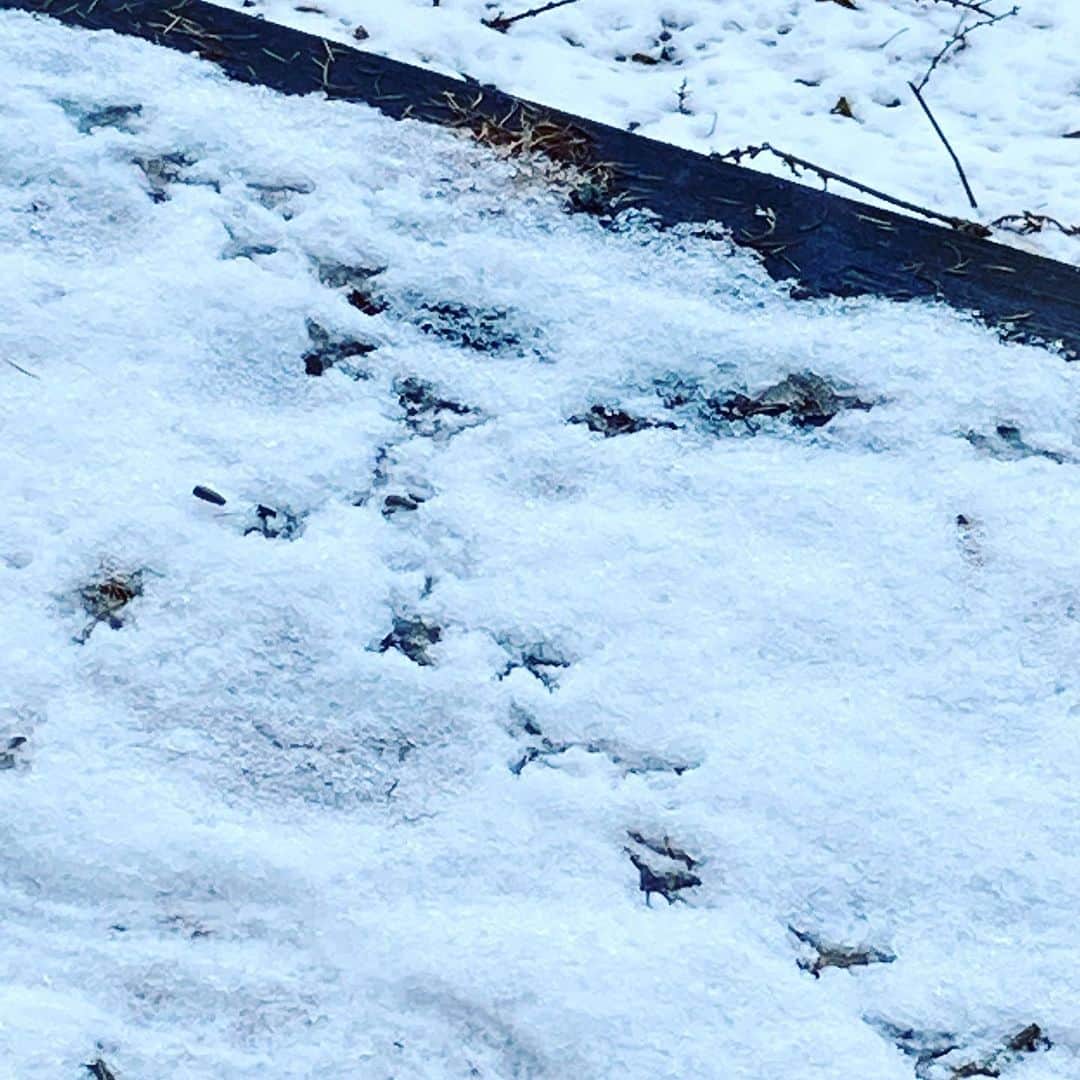 井上荒野さんのインスタグラム写真 - (井上荒野Instagram)「足跡シリーズ。大きめの鳥がきたらしい。」12月29日 9時46分 - arereno