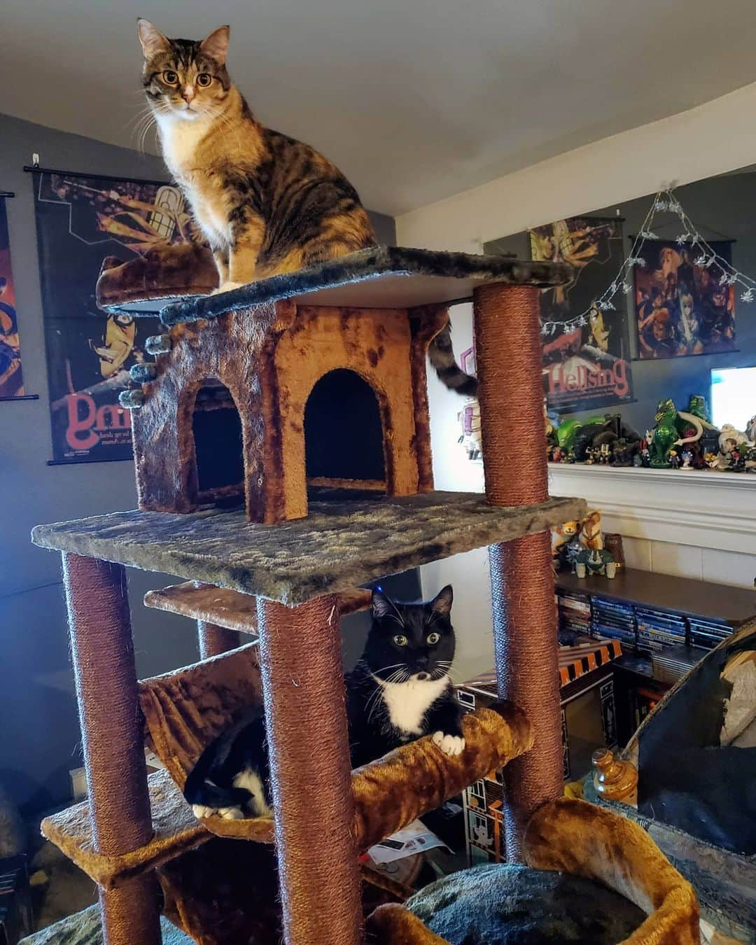 猫コスプレさんのインスタグラム写真 - (猫コスプレInstagram)「The only wedding gift we asked for was help getting a new cat tree. (I have never owned a new one.) It's a success! They love it!! And Wedding gifts covered most of it! So excited!  #CatTree #ComfyCats」12月29日 9時37分 - cat_cosplay