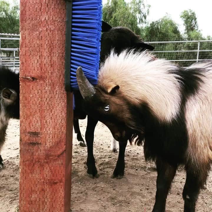 ケリスのインスタグラム：「New scratch toy for the gang!」