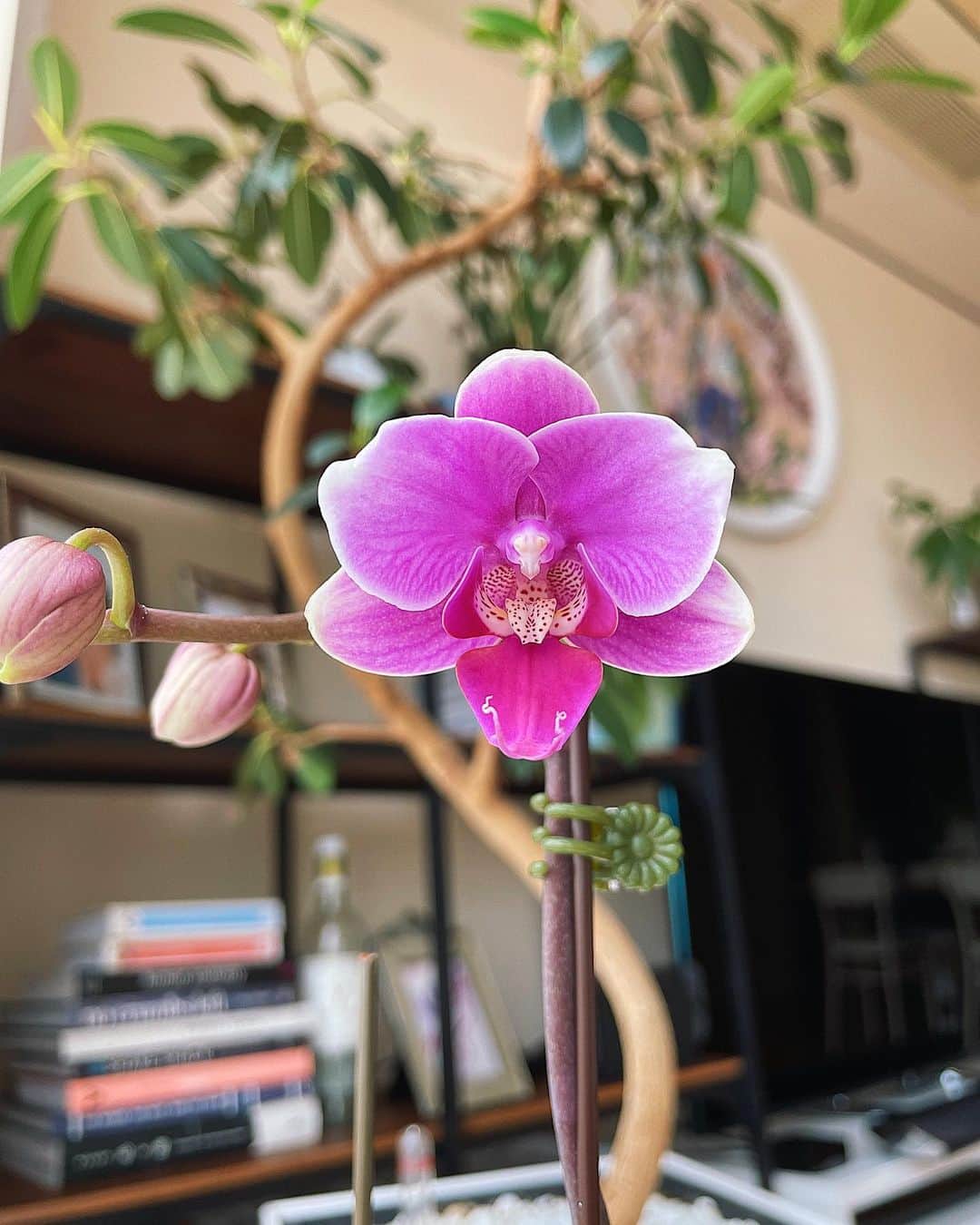 シャウラさんのインスタグラム写真 - (シャウラInstagram)「今朝起きたら一年じっくり育てた蘭の蕾が開いてました！生命力って本当にすごい！朝からずっと見つめながらコーヒー飲んでます。美しい〜！咲いてくれてありがとう。✨❤️✨ After a year of gently caring for this orchid, today I woke up to this! First flower of the year! Thank you for blessing me with your beauty. ❤️ #orchid #orchids #蘭」12月29日 10時22分 - shaula_vogue