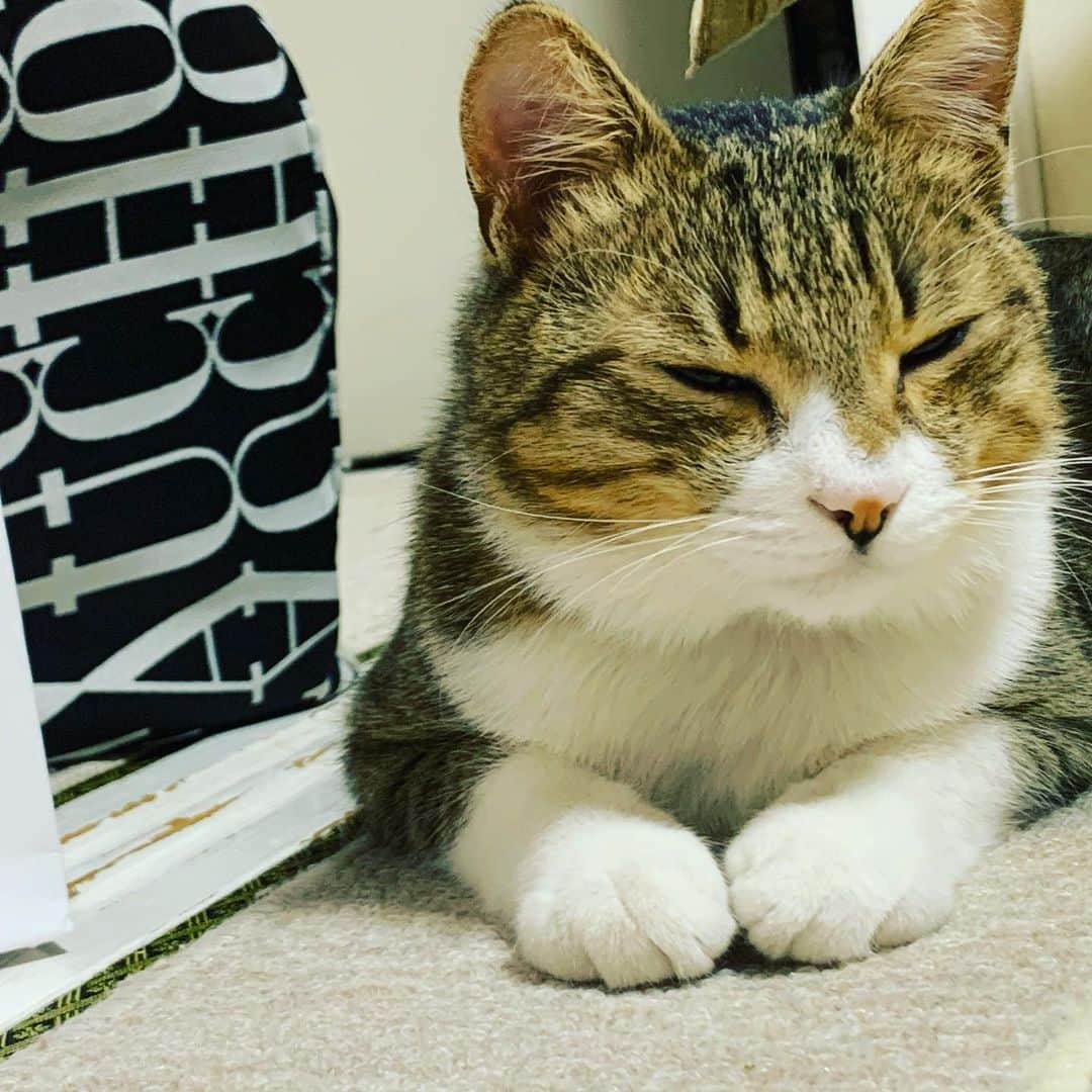 大隅智子さんのインスタグラム写真 - (大隅智子Instagram)「きなこはオスです。 人懐こっい猫です。 #猫 #ねこのいる生活」12月29日 10時35分 - tomokotenki