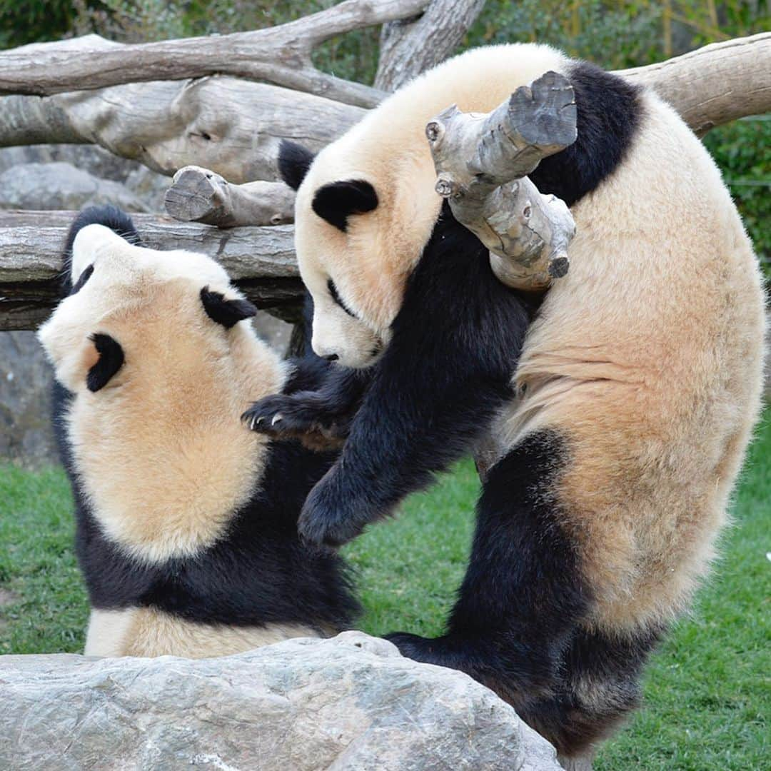 パンダ（白浜）のインスタグラム