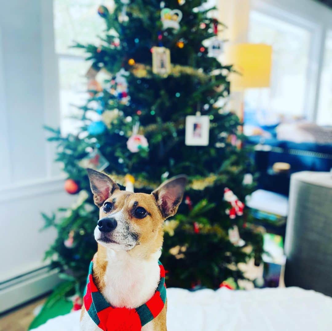 コリン・ドネルさんのインスタグラム写真 - (コリン・ドネルInstagram)「Holiday Pups」12月29日 10時57分 - colindonnell