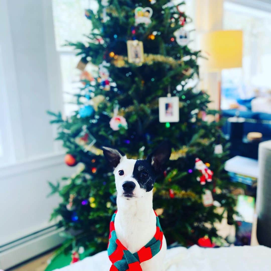 コリン・ドネルのインスタグラム：「Holiday Pups」