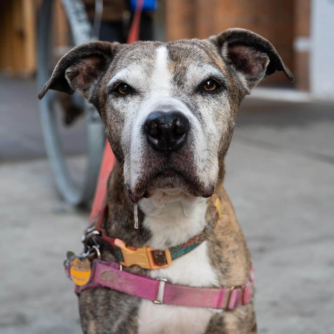 The Dogistさんのインスタグラム写真 - (The DogistInstagram)「Stella, Pit Bull mix (10 y/o), E 6th & Ave B, New York, NY • “She snores constantly. Doesn’t bark, only snores. She’s in love with all the firemen around the corner (they give her treats).”」12月29日 11時12分 - thedogist