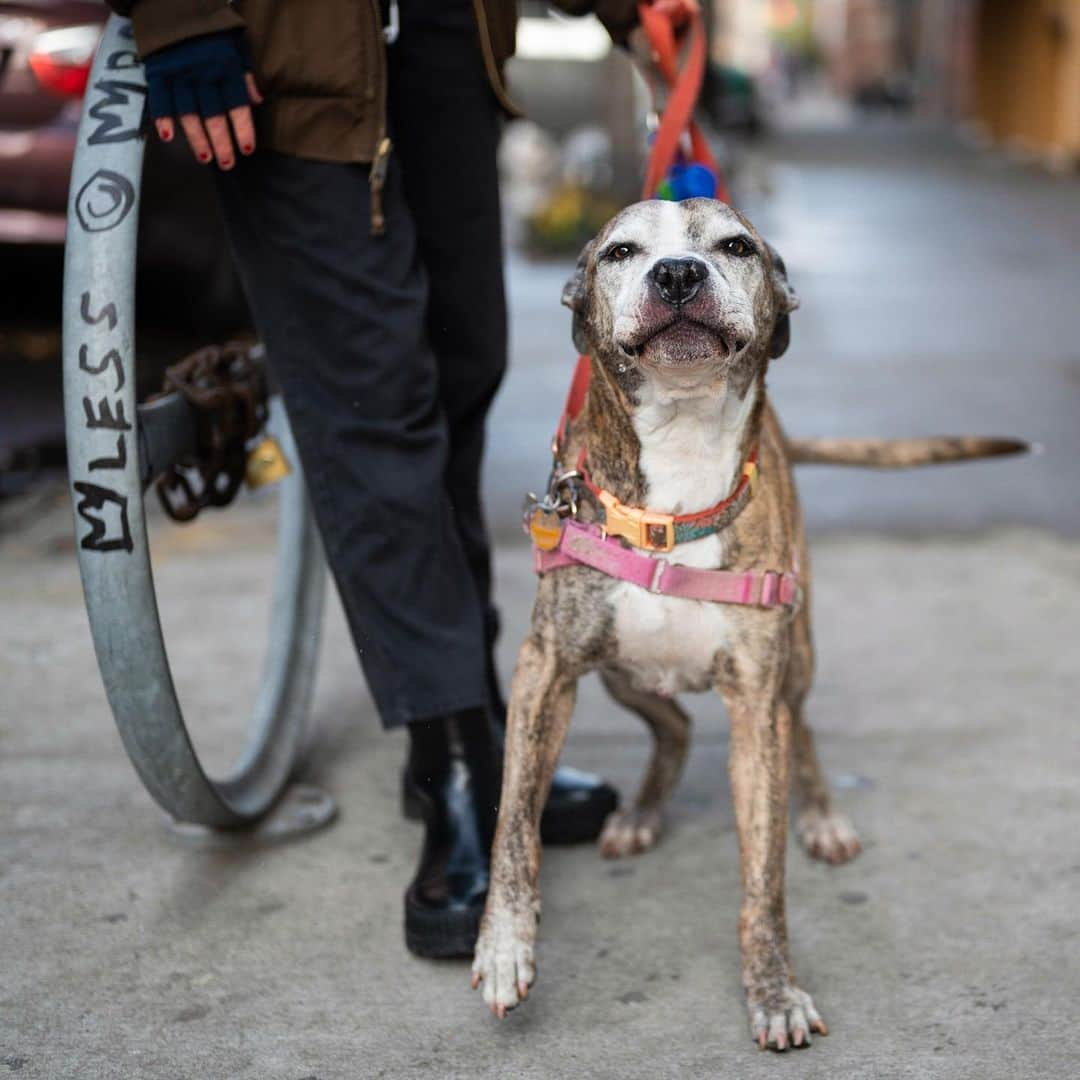 The Dogistさんのインスタグラム写真 - (The DogistInstagram)「Stella, Pit Bull mix (10 y/o), E 6th & Ave B, New York, NY • “She snores constantly. Doesn’t bark, only snores. She’s in love with all the firemen around the corner (they give her treats).”」12月29日 11時12分 - thedogist