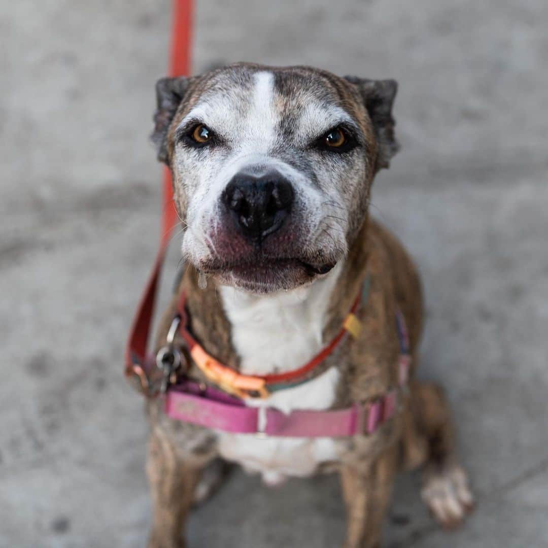 The Dogistさんのインスタグラム写真 - (The DogistInstagram)「Stella, Pit Bull mix (10 y/o), E 6th & Ave B, New York, NY • “She snores constantly. Doesn’t bark, only snores. She’s in love with all the firemen around the corner (they give her treats).”」12月29日 11時12分 - thedogist
