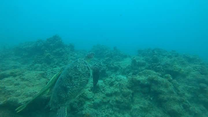 永山飛鳥のインスタグラム：「天気が悪くて海暗かった🥺 次行くときはいいお天気のときにいきたい!!  #初　#ダイビング　#ウミガメと泳ぐ」