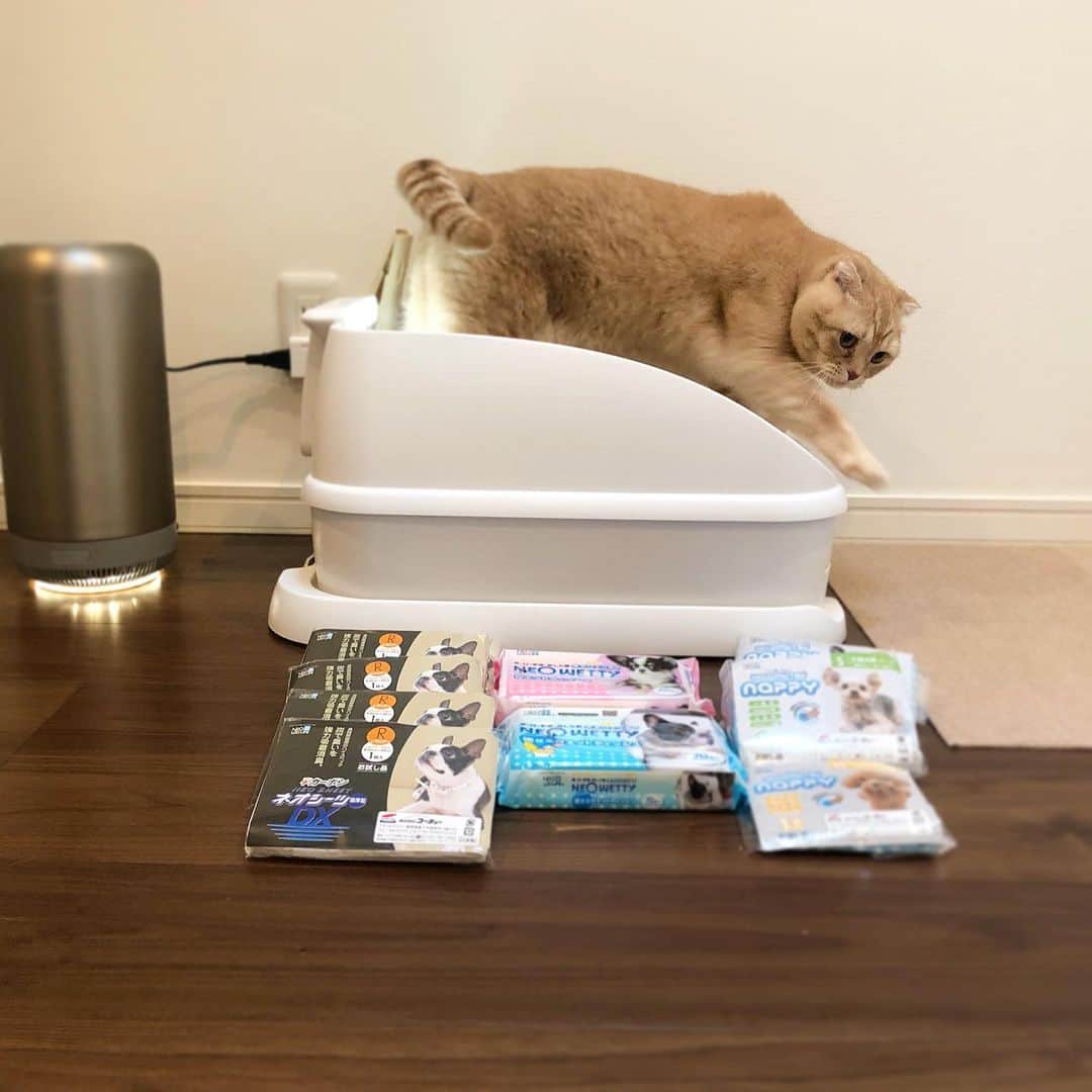 金太さんのインスタグラム写真 - (金太Instagram)「. トイレ掃除は明日の予定。 最後の動画はトレッタ目線📼 . 先日 @kocho_jp さまのキャンペーンでトイレ用品を頂きました🎁レギュラーシーツは #トレッタ にもフィットするので前から使用しています。 コスパもいいし使ってる方も多いですよね。 . . . #マイコーチョーライフ」12月29日 11時42分 - vvviopw