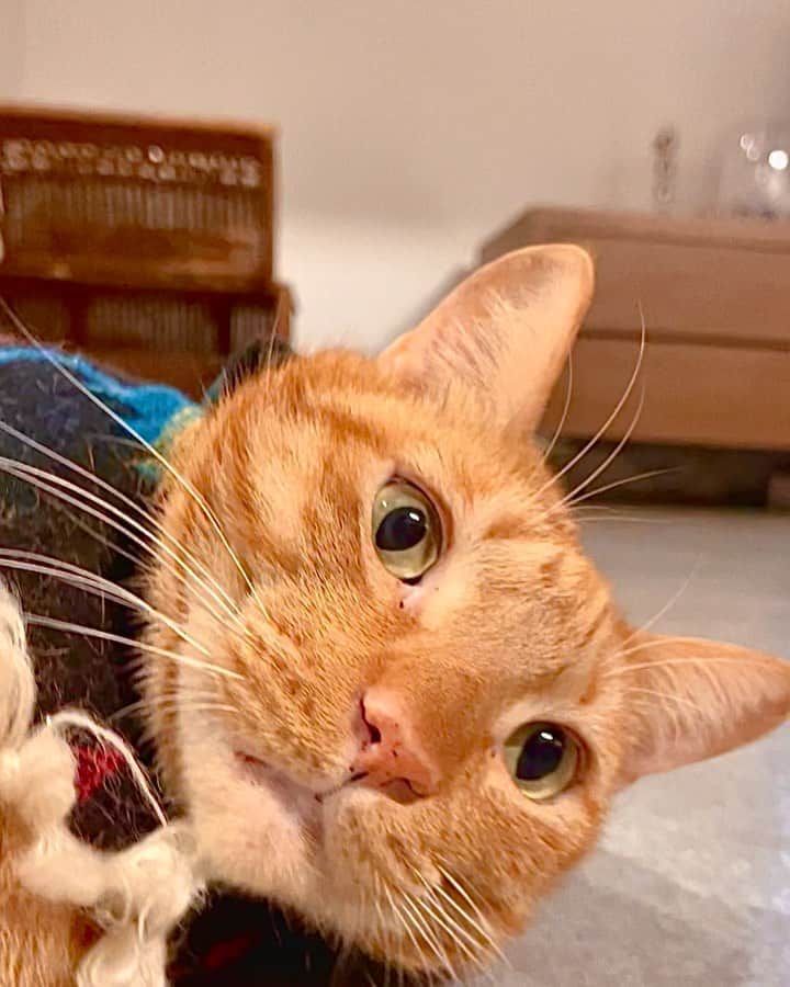 Katetsaiのインスタグラム：「來give me fives 啦  #可是你腳臭 #而且指甲沒剪 #有注意到帥氣的披風嗎  #cat #neko #ネコ #ねこ #猫  #Michaelfansclub#麥摳Michael #catsofinstagram #katetsaivideo」