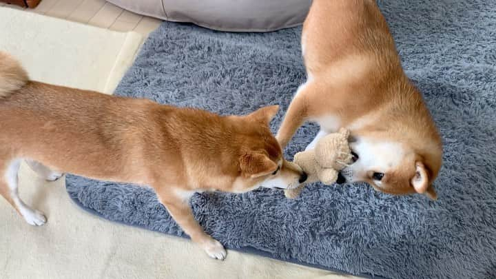 豆柴 サニーちゃんのインスタグラム