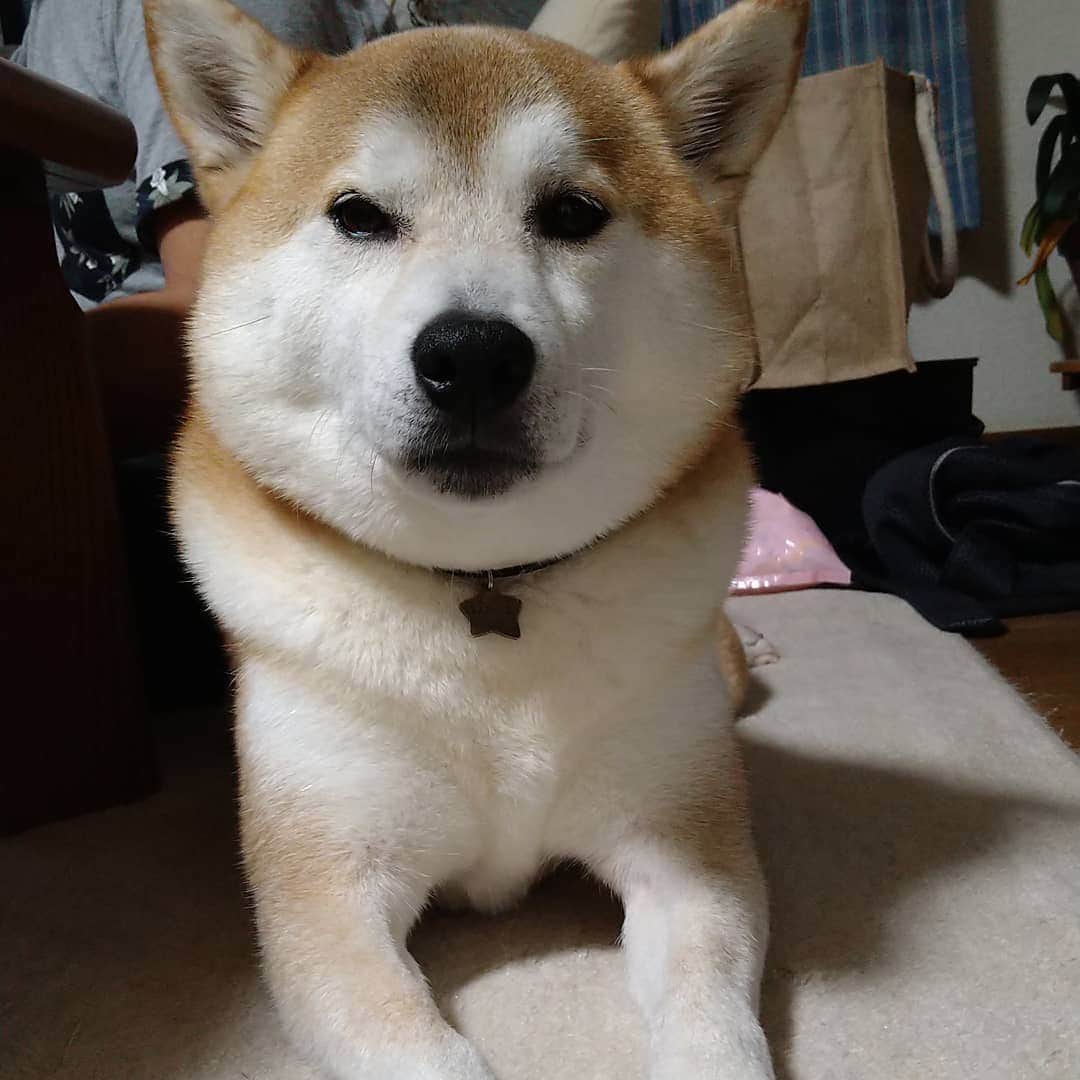 柴犬⭐️サスケのインスタグラム：「こんにちわん #柴犬#赤柴#犬ら部 #ふわもこ部 #わんだフォ #いぬのいる生活 #いぬのいる暮らし #pecoいぬ部 #shibasnap #shibastagram #shibagram #レガリエ部」