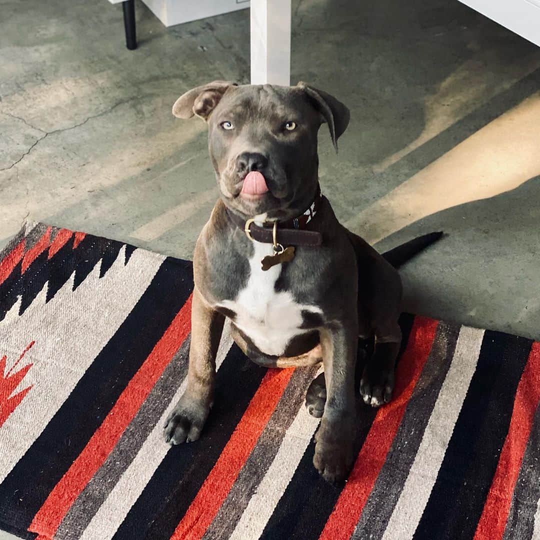 レイク・ベルのインスタグラム：「Stick your tongue out at 2020. #puppiesfor2021」